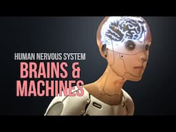 Nervous System - Brain-Computer-Interfaces (Brains & Machines)