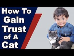 How To Gain The Trust Of A Cat |  Complete Step By Step Guide