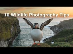 10 Wildlife Photography Tips You Can’t Miss | Nature Photography Tips