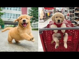 Baby Dogs 🔴 Cute and Funny Dog Videos Compilation #43 | 30 Minutes of Funny Puppy Videos 2022