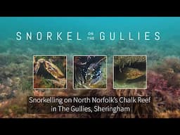 Snorkel on the Gullies - exploring the North Norfolk Chalk Reef