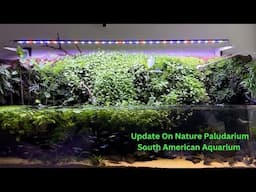 Update On Nature Paludarium South American Aquarium