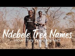 How Trees Were Named in Ndebele Culture🇿🇼