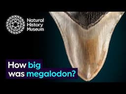 How big was megalodon, and how do we know? | Surprising Science