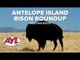 Antelope Island Bison Roundup