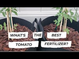 What Fertilizer Is The Best For Tomatoes? Experiment Time!