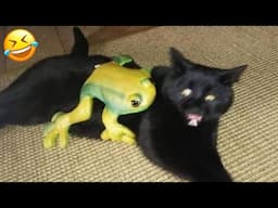 New Funny Animals 2024 😂 Funniest Cats and Dogs Videos #167