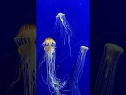 Graceful Japanese Sea Nettles #shorts #jellyfish #underwater