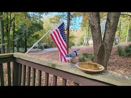 Birds at our birdbath birdfeeder in Fall Atlanta Marietta east Cobb GA October 2023