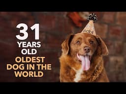 The Historic Birthday Party of Bobi The Oldest Dog in the World