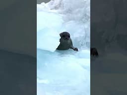 Arctic cruise in Svalbard