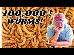 100,000 MEALWORMS  -  Now What!!!    🪱🪱🪱🪱