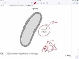 Exam Technique (New AS/A Level) - Q2 Bacteria/Viruses - Secure Specimen Paper 2