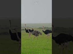 Ostrich Surprise!!! | #Wildlife #ShortsAfrica