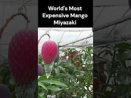 Pakistani Mango vs. The MOST EXPENSIVE MANGO in the World (Japanese Miyazaki)