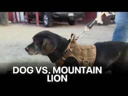 Dog vs. mountain lion | West Coast Wrap