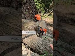 Hurricane Helene - Huge Trees Down - Stihl 044 + Kubota Excavator on Clean-up Duty