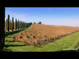 UMBRIA - LE STRADE DEL VINO - FOLIAGE - 4k