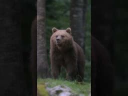 Wild brown bear - Slovenia #shorts #fujifilm #wildlifephotography #brownbear #bear