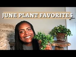 June Plant Favorites | Houseplant Favorites