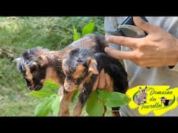 Mise bas en campagne & retour à la ferme de ROSCANA avec ses jumeaux VIREO & VIXEN