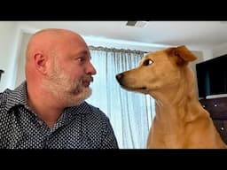 When your dog looks into your soul 🤣 Funny Dog and Human