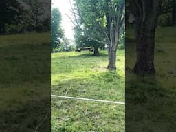 Belted Galloways running on new pasture