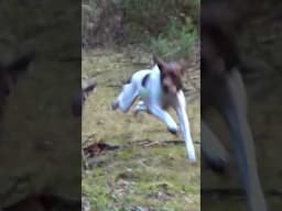 Our Hunting Dog Useless Moment #hunting #huntingdog