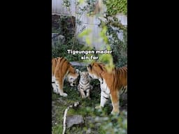 Tigerunge møder sin far for første gang