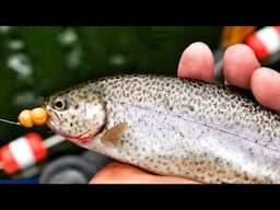 Fall Trout Fishing Tips and Rigs!  |  Keeping Kids Engaged on the Water