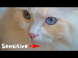 14 Cool Facts about Cat Whiskers | The Cat Butler