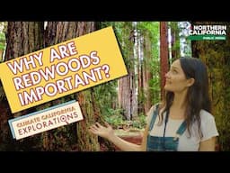 Why Are Redwoods Important?