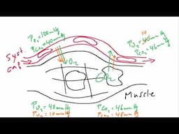 Respiratory System - Gas exchange during exercise