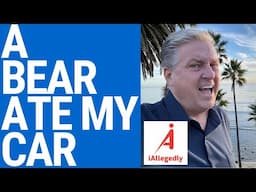 A Bear Ate My Car - Wild Insurance Fraud