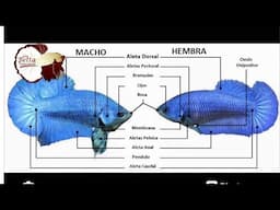 Diferencias entre bettas macho y hembra - Gente Betta Venezuela