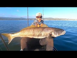 Chasing MASSIVE School of HUGE Seabass on My Kayak