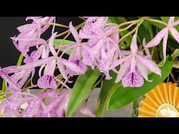 DEERFIELD BEACH ORCHID SOCIETY SHOW DISPLAYS. November 18, 2024