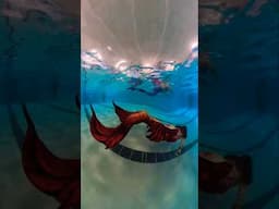 Mermaids #mermaidlife #pool #underwater #mermaid #swim #canada #360 #merfolk #cosplay #mertailor