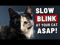 If You Blink Slowly at Your Cat, THIS Will Happen