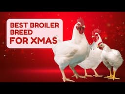 Which type of broiler is the best for christmas? Christmas Opportunity