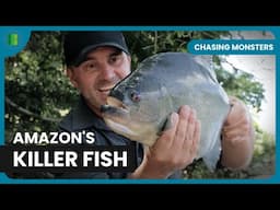 Black Piranha's Powerful Bite! - Chasing Monsters - Nature Documentary