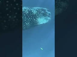 A Journey with Whale Sharks The Ocean’s Largest Creatures #whalesharks