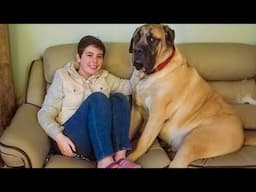 Funniest Moments Dog and Human Make you Laugh So Hard! 😂