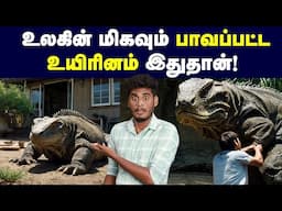 கொமோடோ டிராகனின் பாவப்பட்ட வாழ்க்கை | Life cycle & Hunting style of Komodo Dragons