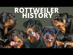 FASCINATING HISTORY OF THE ROTTWEILER