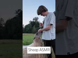 Sheep ASMR 🐑🌿#feeding #mukbang #crunchy