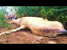 Humpback Whale Discovered In The Amazon Jungle Baffles Scientists