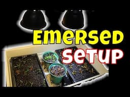 Emersed Aquarium Plants Setup 🌿 Trial run