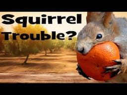 STOP SQUIRRELS from Destroying Your GARDEN!