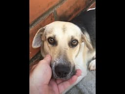 I rescued another street dog  - Venezuela Now - Sep 2nd, 2024